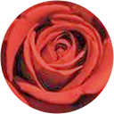 RabiaMusa88 profile picture